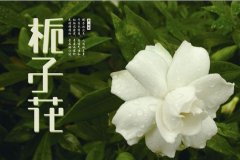 含有栀字的女生网名，关于栀子花的网名昵称推