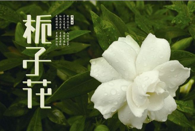 含有栀字的女生网名，关于栀子花的网名昵称推荐