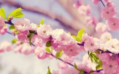 200个关于樱花的网名大全
