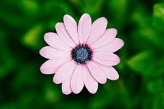非常好听的花草网名 花叶蔓长春