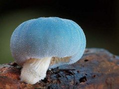 100个与蘑菇有关的网名大全 采姑娘的老蘑菇