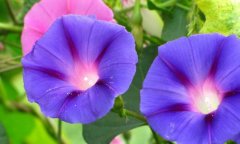 100个关于喇叭花(牵牛花)的网名大全