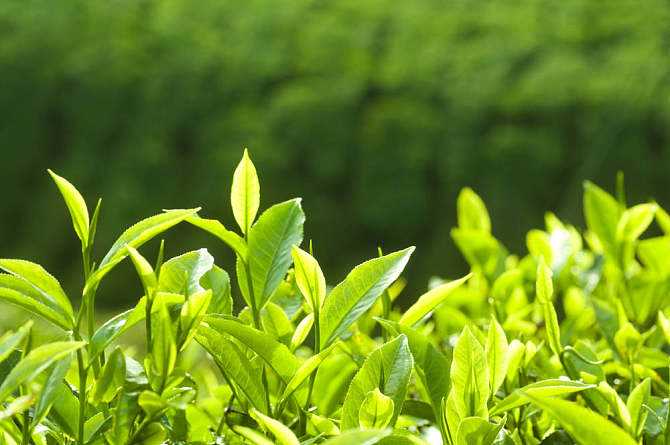 唯美关于茶的网名大全 生若浮茶