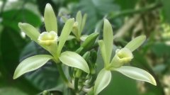 120个关于香草的网名【精选】 幽兰香草
