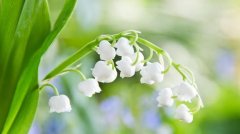 关于风铃草的网名大全 风铃草の花语