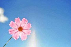 以花字开头的三个字网名大全 花若兮