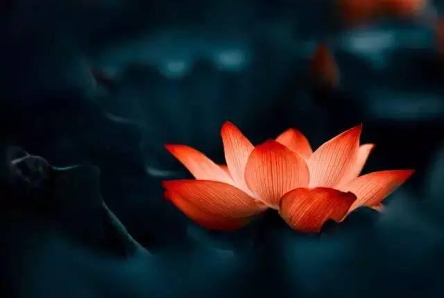 有佛理感悟人生的文案（150句）