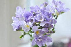 四个字独特好听的昵称 黑色蔷薇