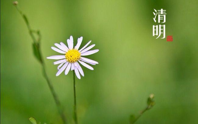 关于清明节的心情短语